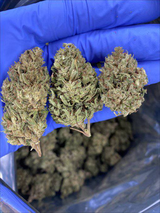 Jelly Wizard Cannabis Jelly Wizard Cannabis